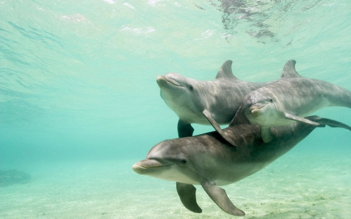 una-familia-de-delfines-buceando-7947